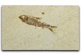 Detailed Fossil Fish (Knightia) - Wyoming #344730-1